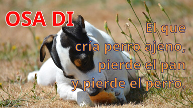 Invierte en ti: Cómo evitar criar perros ajenos. Osa Di.